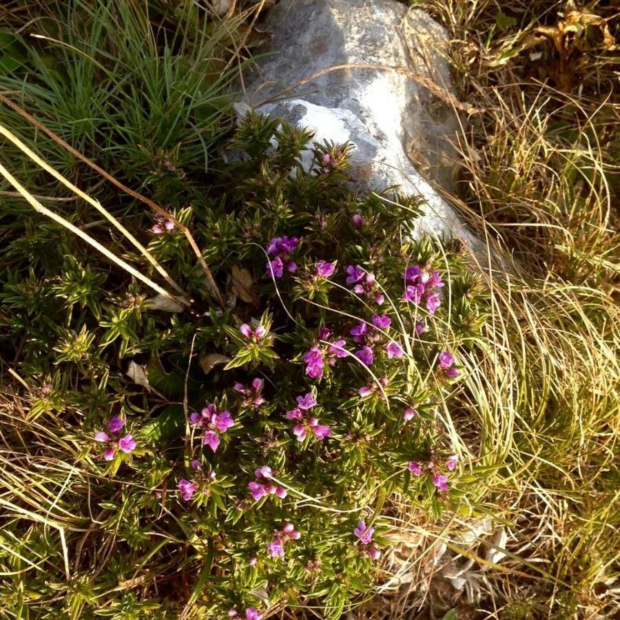 Satureja montana flower