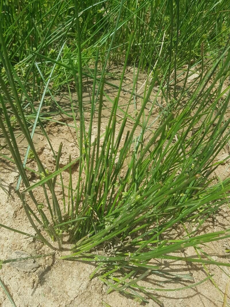 Schoenoplectiella senegalensis leaf