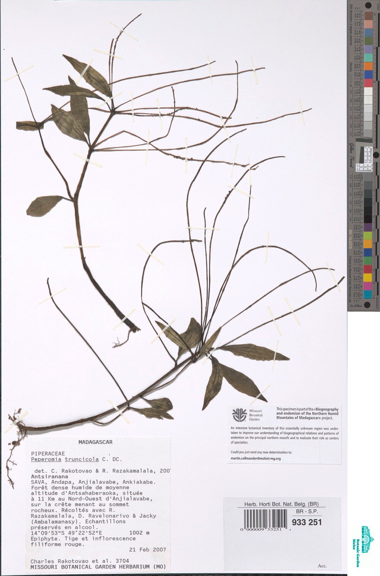 Peperomia truncicola — houseplant care guide