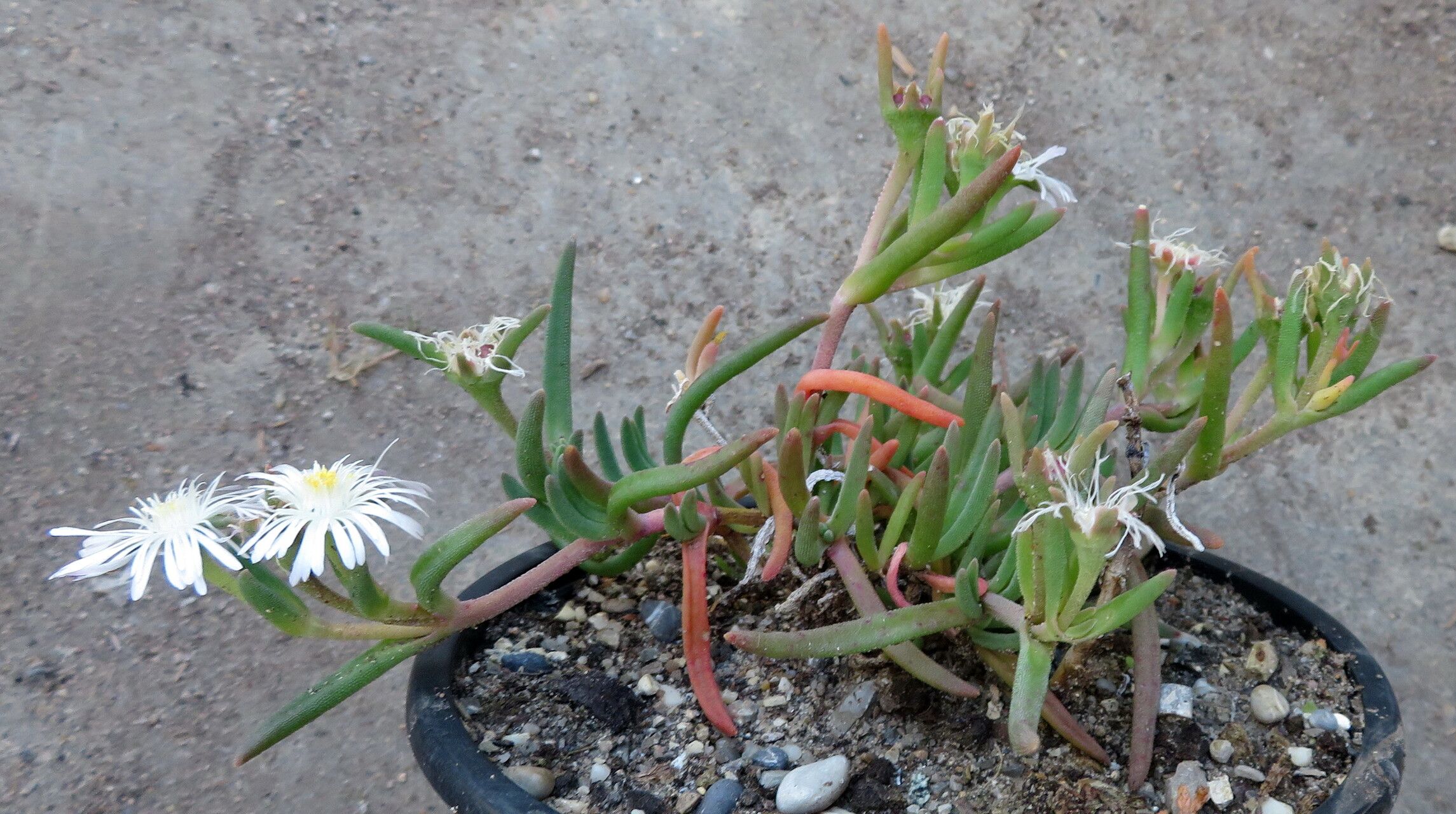 Delosperma floribundum habit