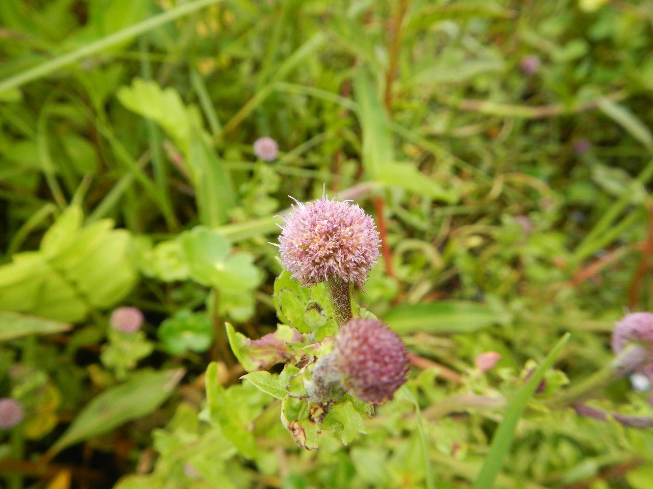 Sphaeranthus steetzii other