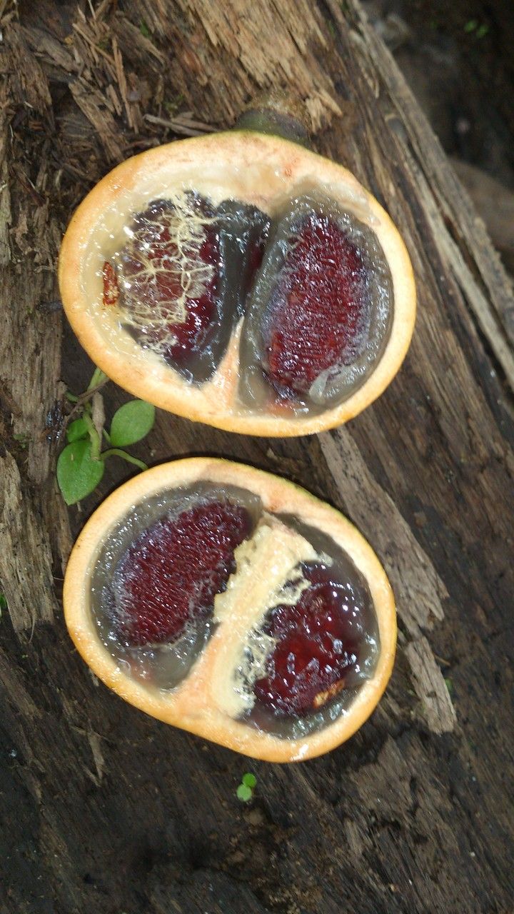 Tontelea hondurensis fruit