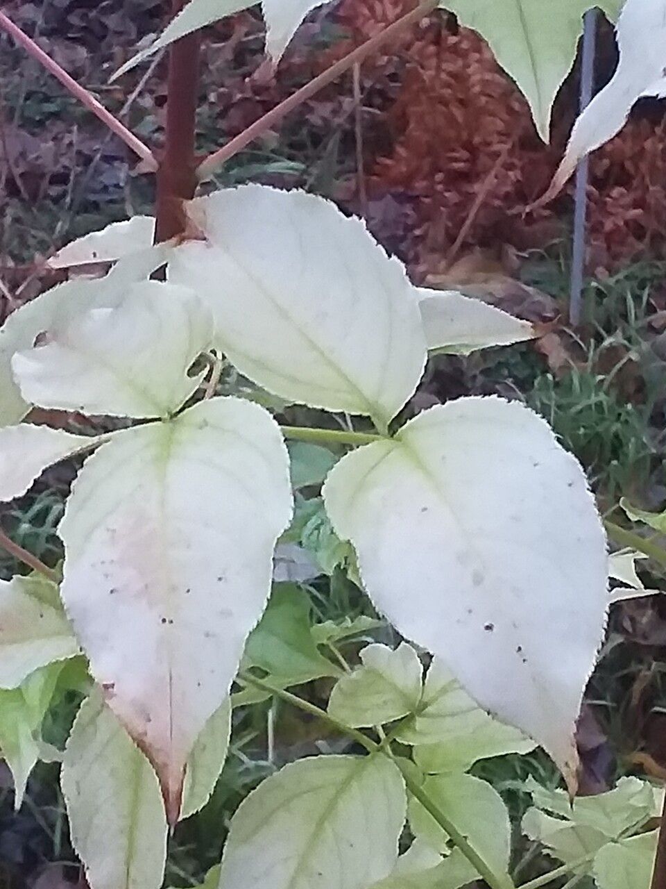 Staphylea colchica — houseplant care guide