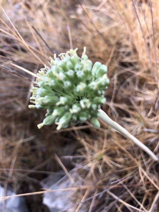 Allium scaberrimum flower