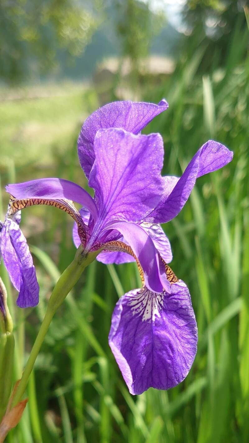 Iris sanguinea flower