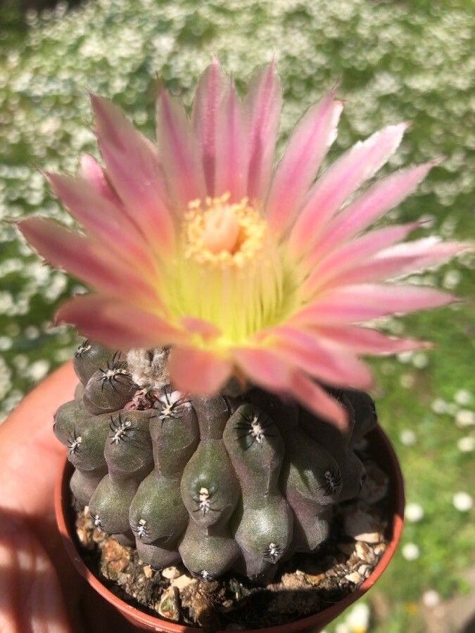 Eriosyce napina flower