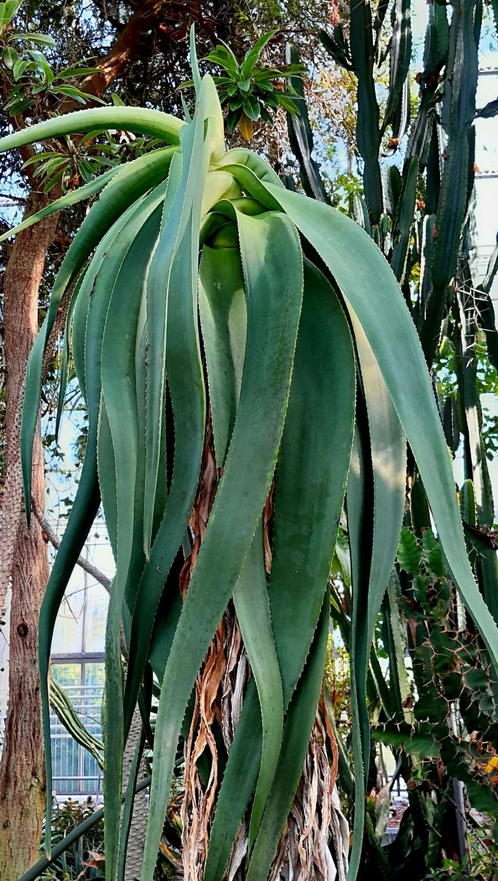 Aloidendron sabaeum — houseplant care guide