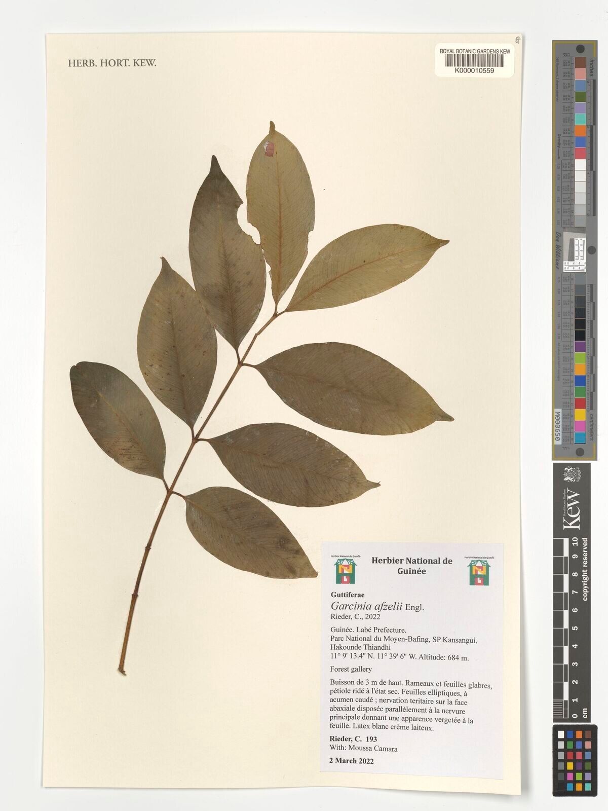 Garcinia afzelii — related species from the same genus