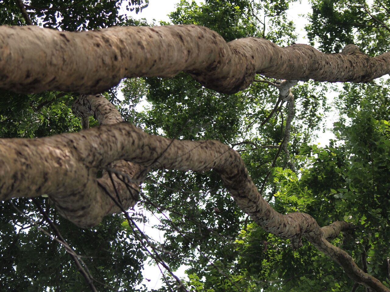 Combretum lokele bark