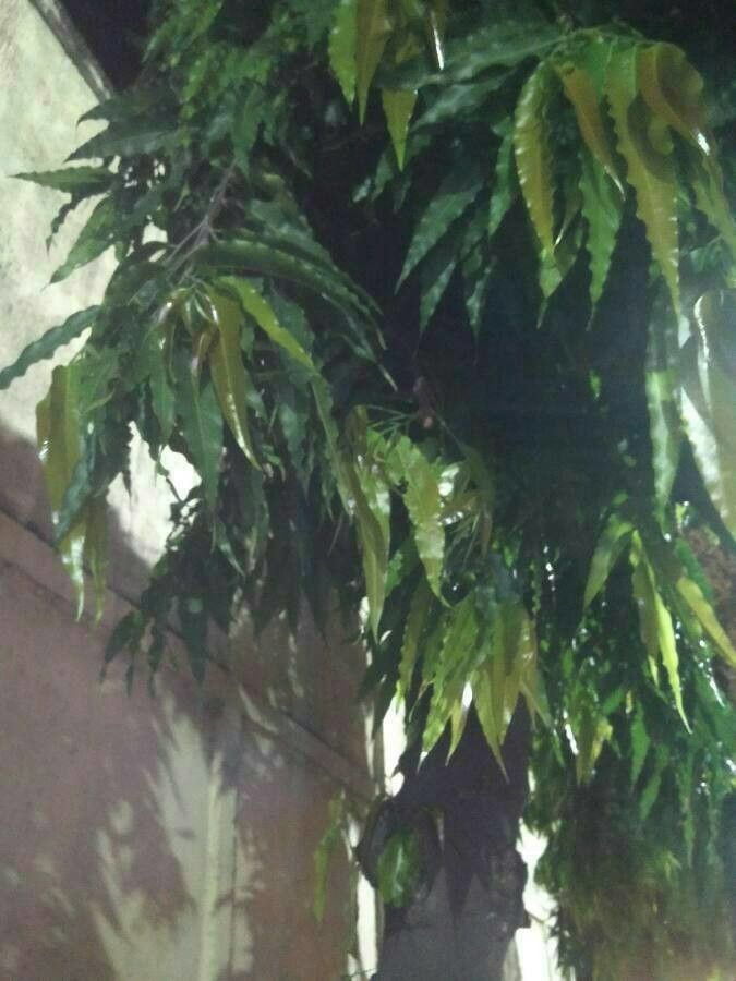 Polyalthia longifolia — search result for 'India'