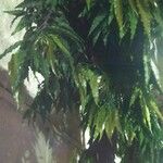 Polyalthia longifolia