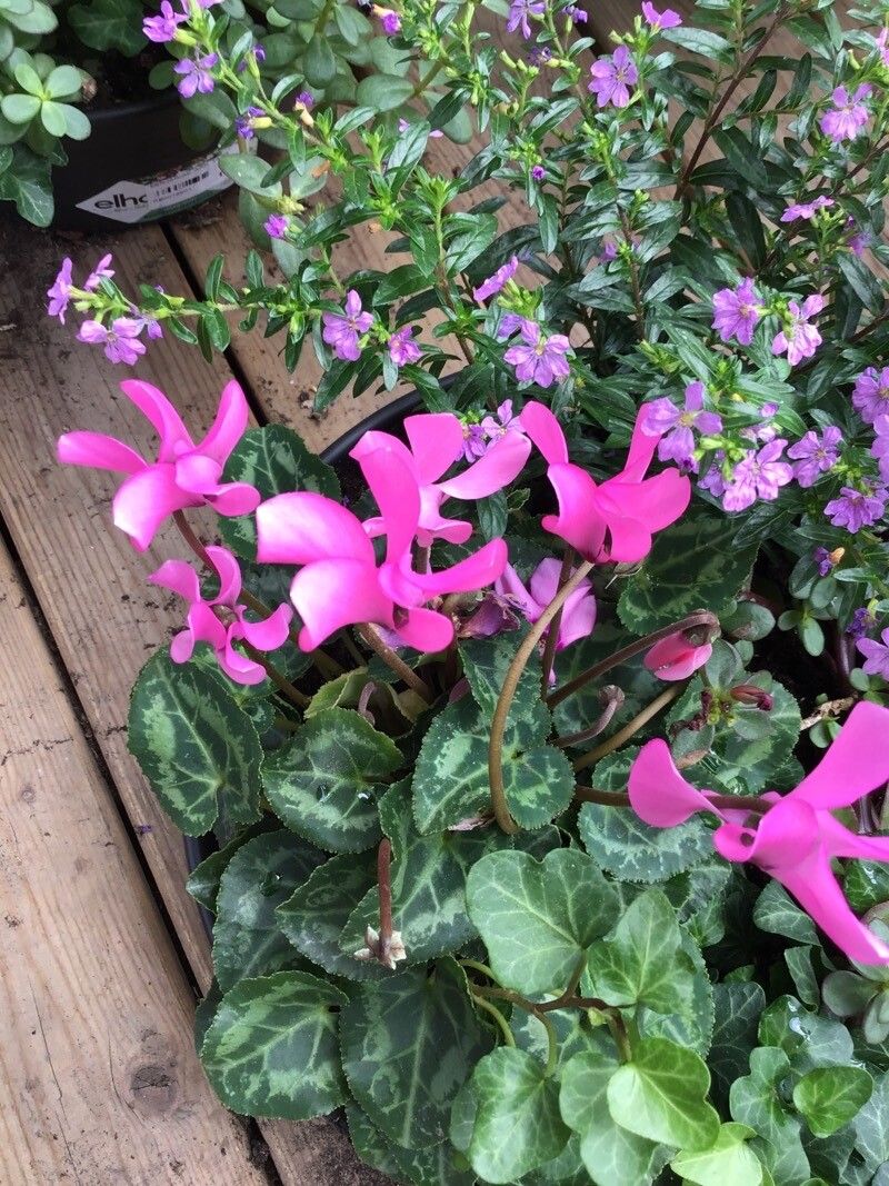 Cyclamen spp. flower