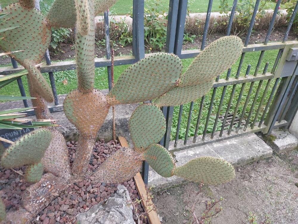 Opuntia scheeri leaf