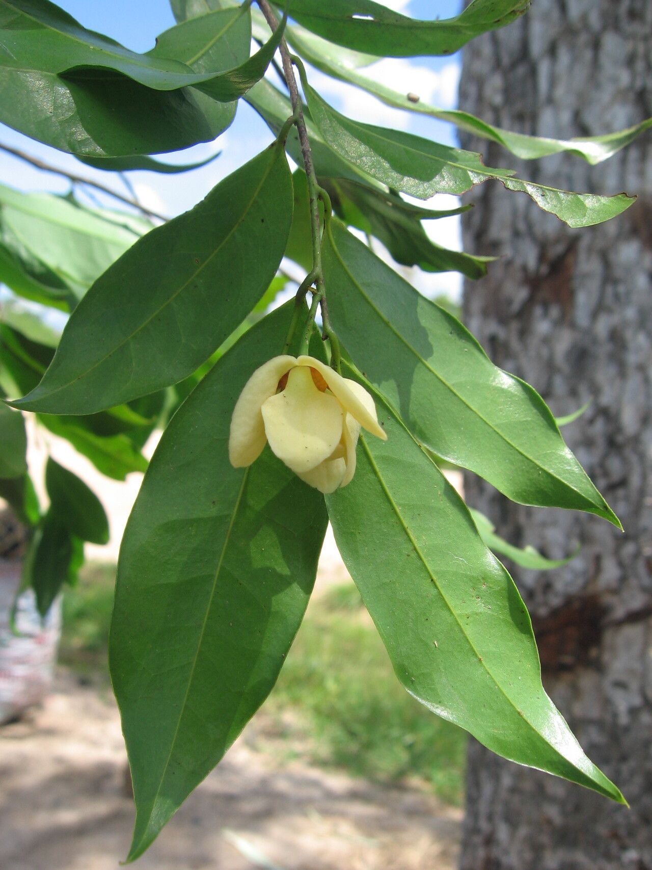 Uvaria pandensis — houseplant care guide