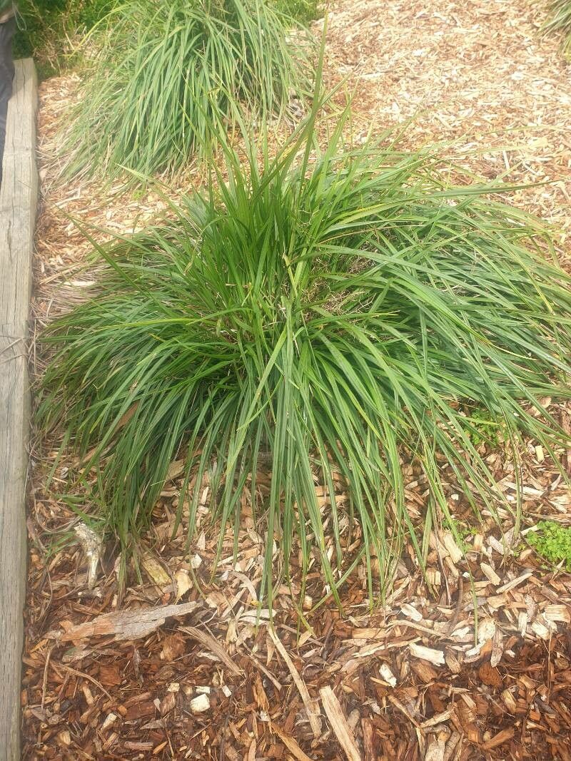 Dianella brevicaulis