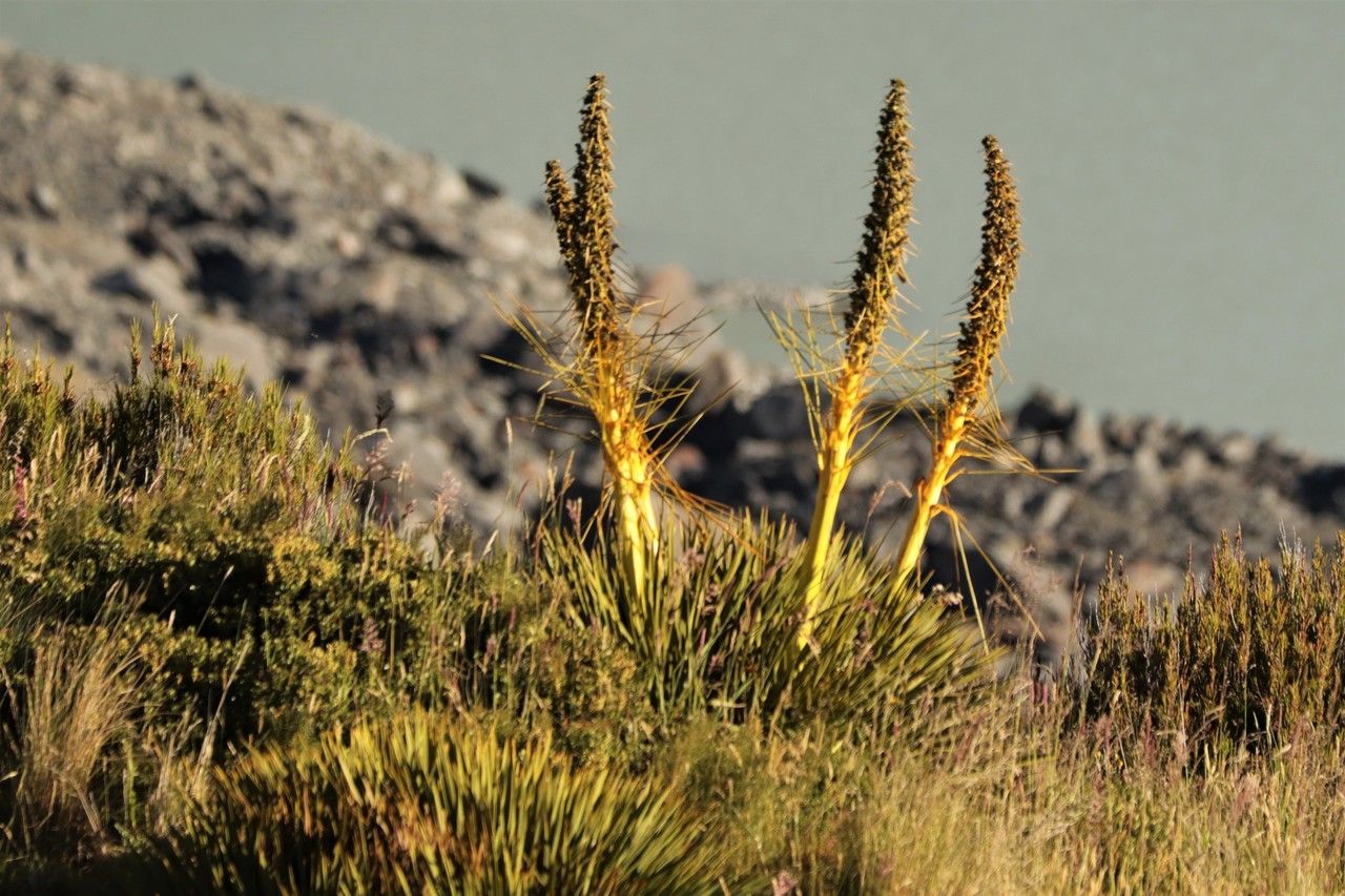 Aciphylla aurea flower