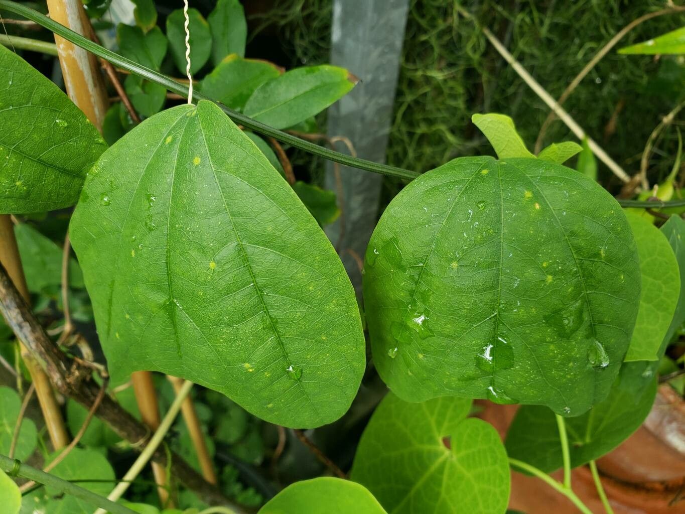 Passiflora pardifolia — houseplant care guide