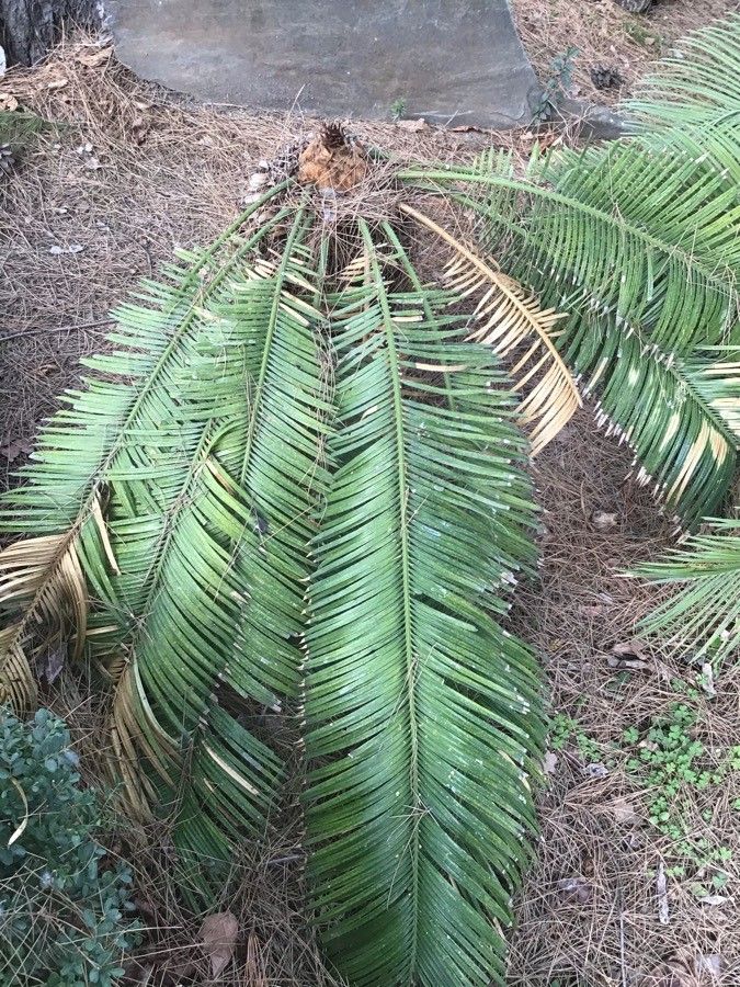 Cycas taiwaniana leaf