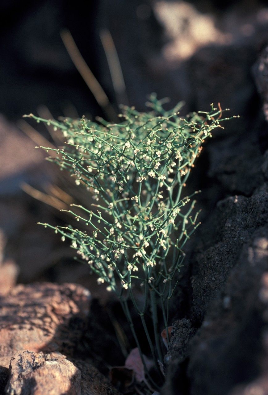 Eriogonum rixfordii habit
