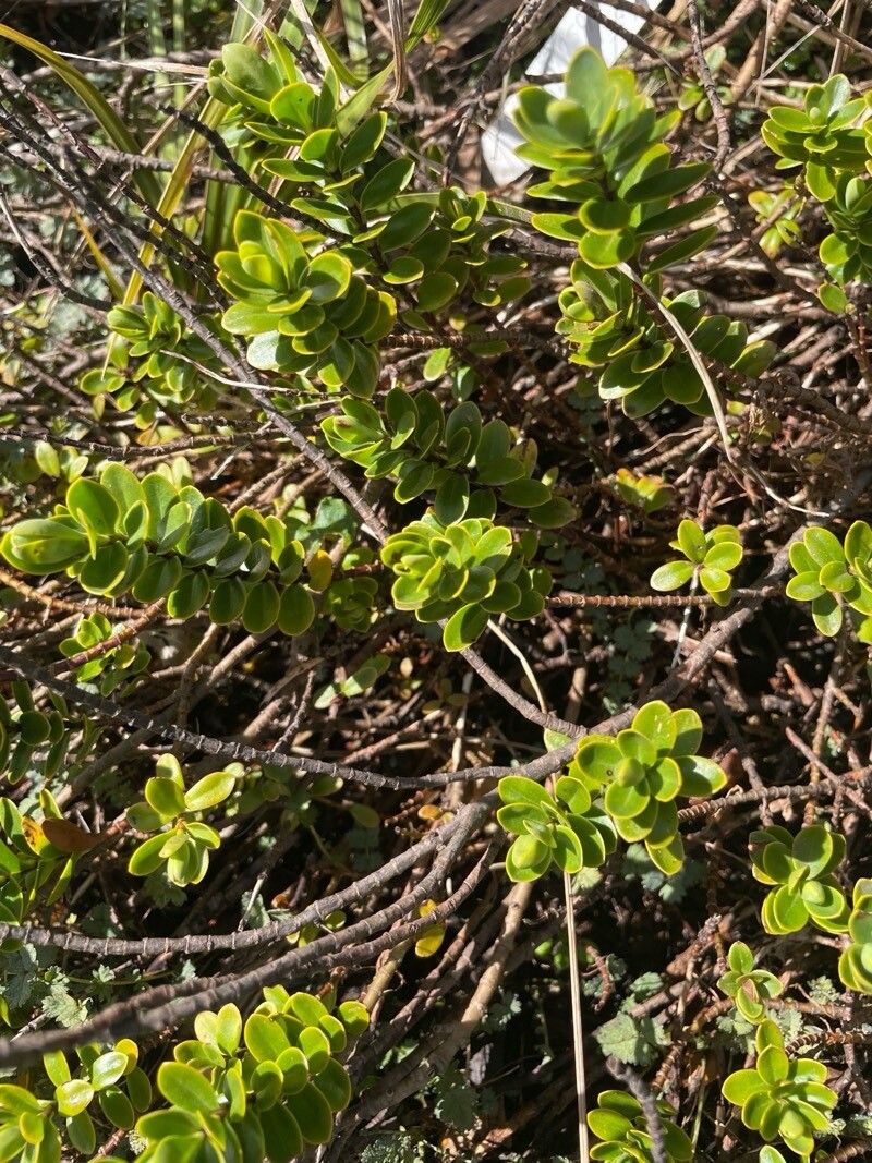 Veronica baylyi — search result for 'Hebe'