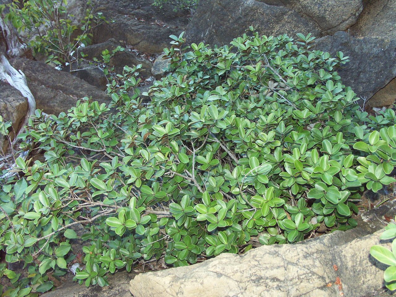 Pycnandra goroensis habit