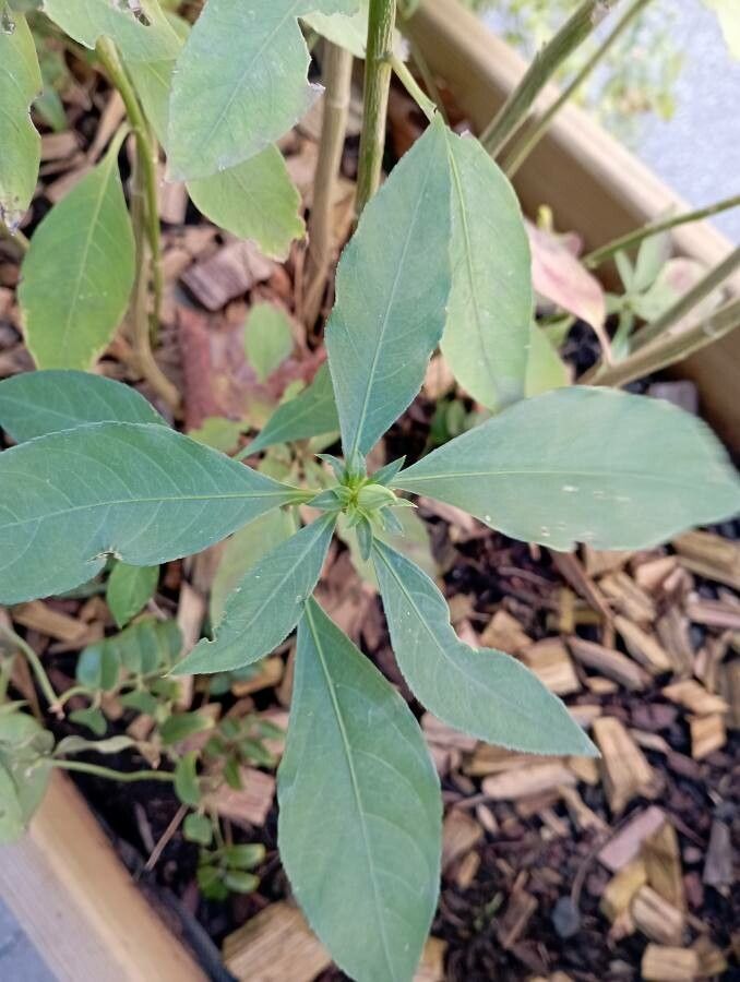 Reinwardtia indica — search result for 'Linaceae'