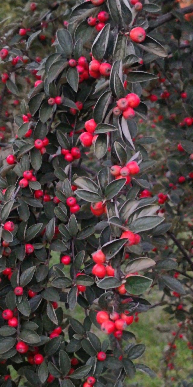Cotoneaster wardii habit
