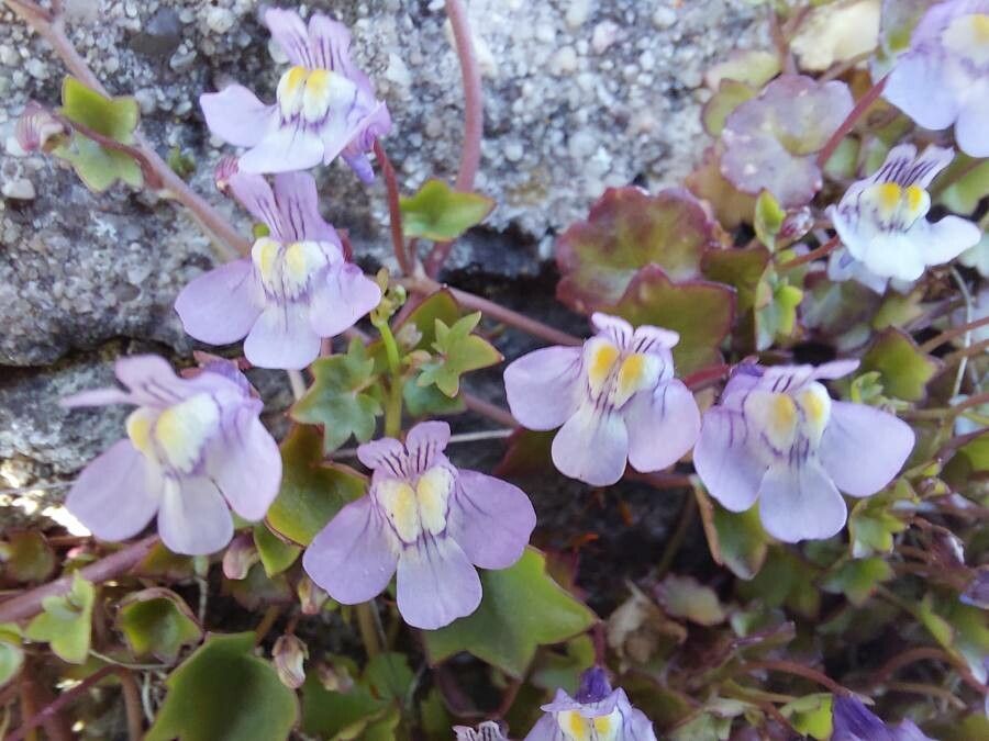 Cymbalaria aequitriloba flower
