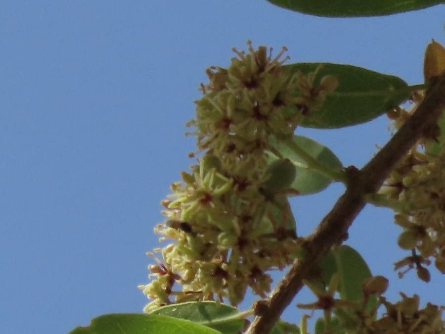 Boscia angustifolia flower