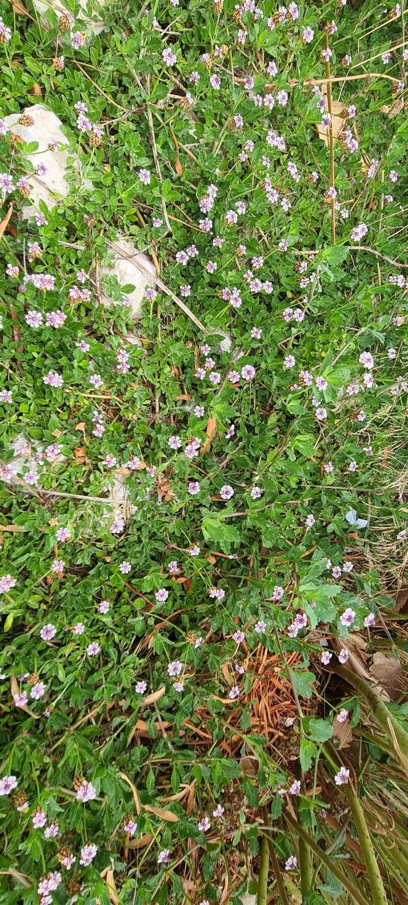 Phyla lanceolata habit
