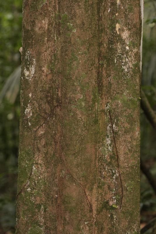 Pouteria gongrijpii bark