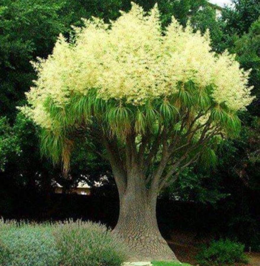 Nolina recurvata flower