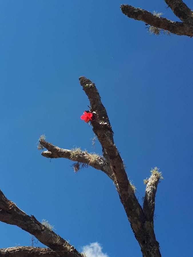 Cattleya brevipedunculata habit