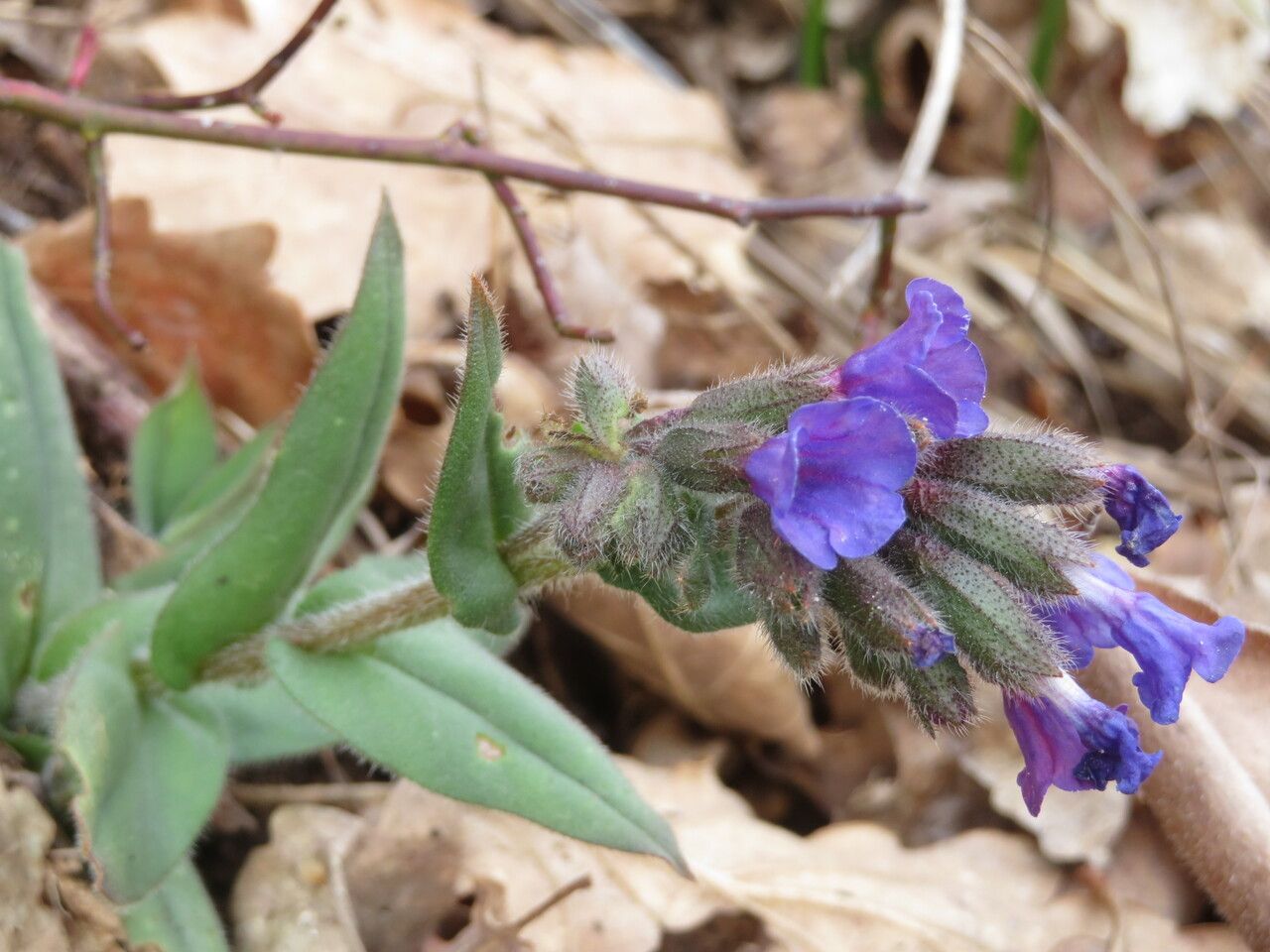 Pulmonaria montana leaf