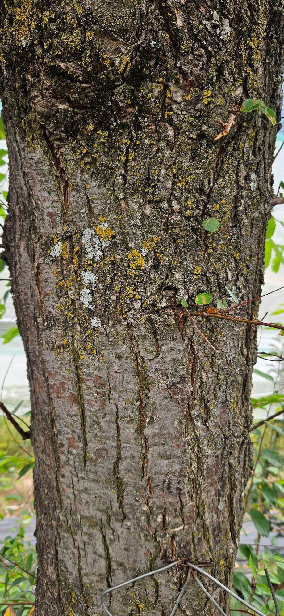 Ulmus wallichiana bark