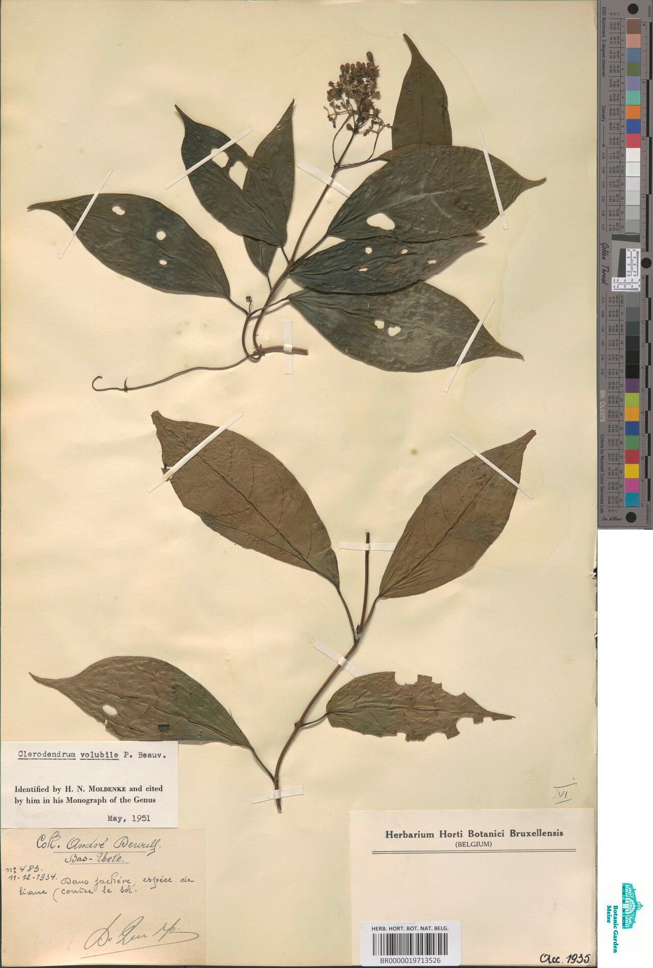 Clerodendrum volubile — houseplant care guide