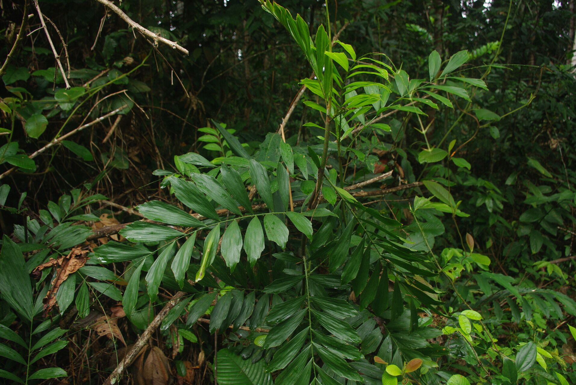 Eremospatha cabrae — related species from the same genus