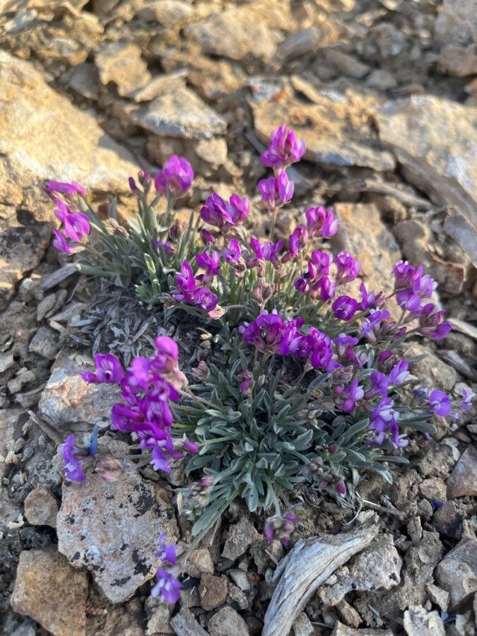 Oxytropis lambertii leaf
