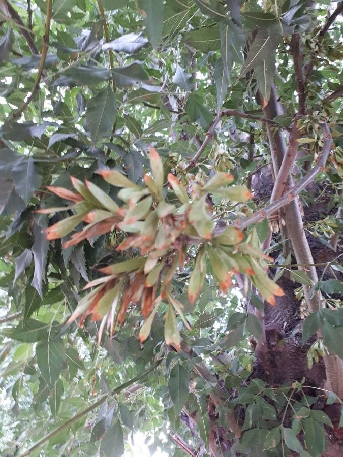 Fraxinus velutina flower
