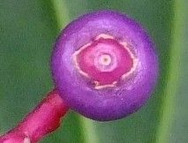 Medinilla myriantha fruit