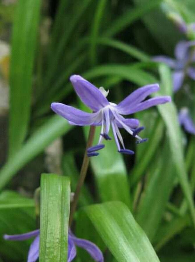 Scilla cilicica flower