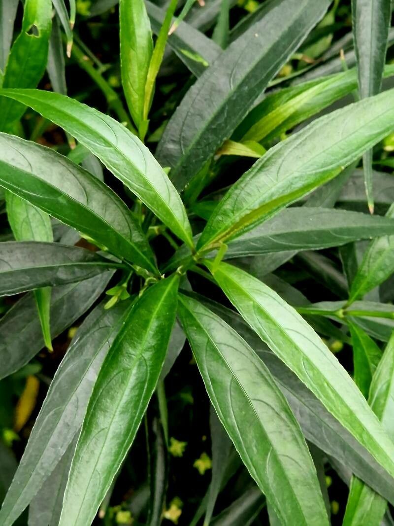 Strobilanthes anisophylla leaf