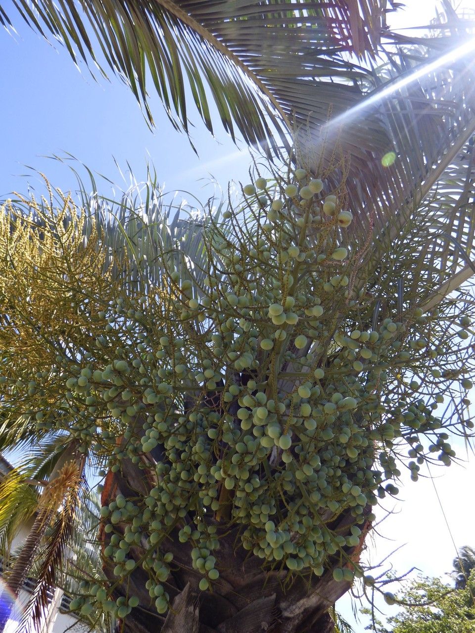 Dypsis decaryi fruit