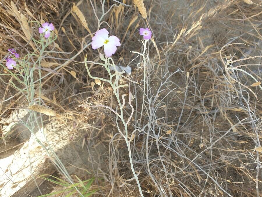Malcolmia littorea fruit