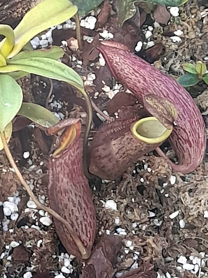 Nepenthes lavicola — search result for 'Nepenthes'