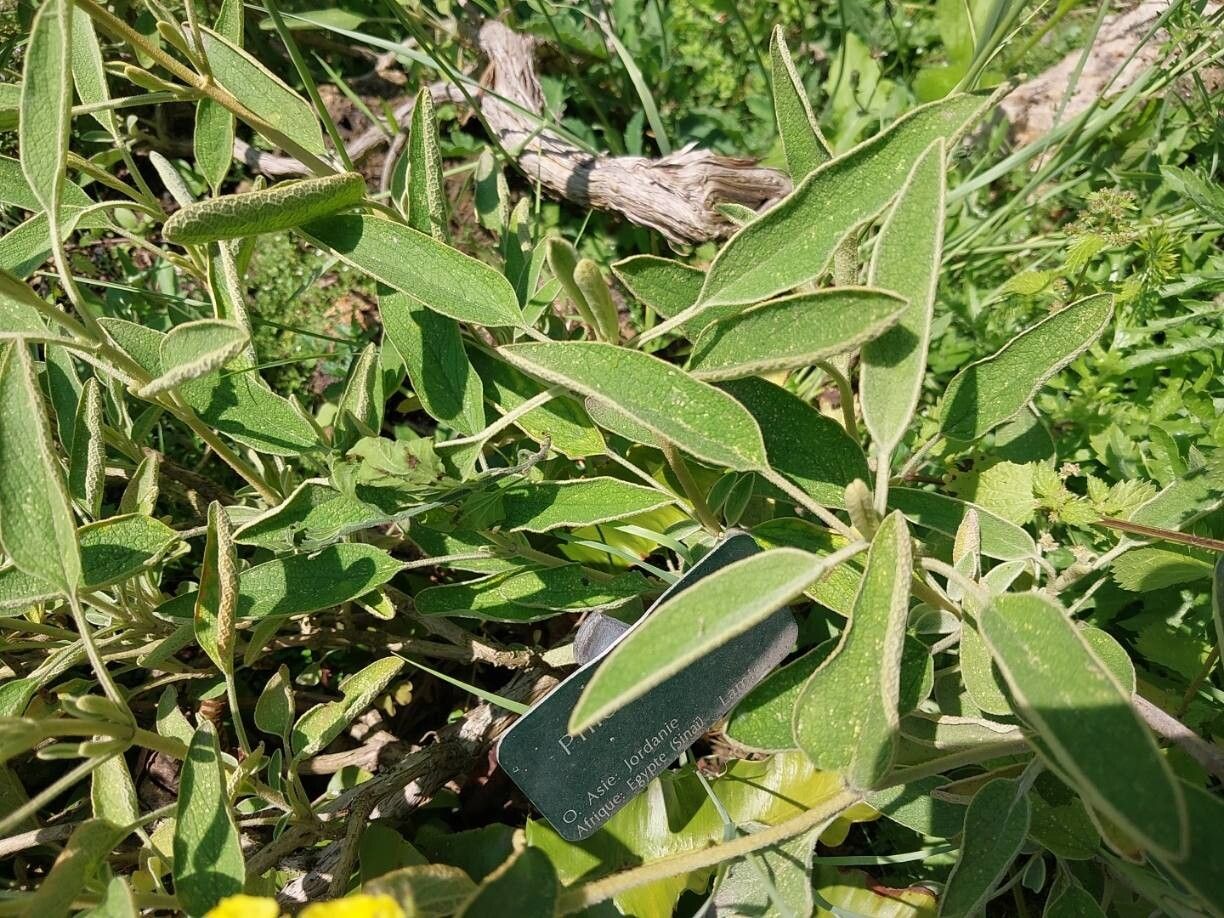 Phlomis aurea — related species from the same genus