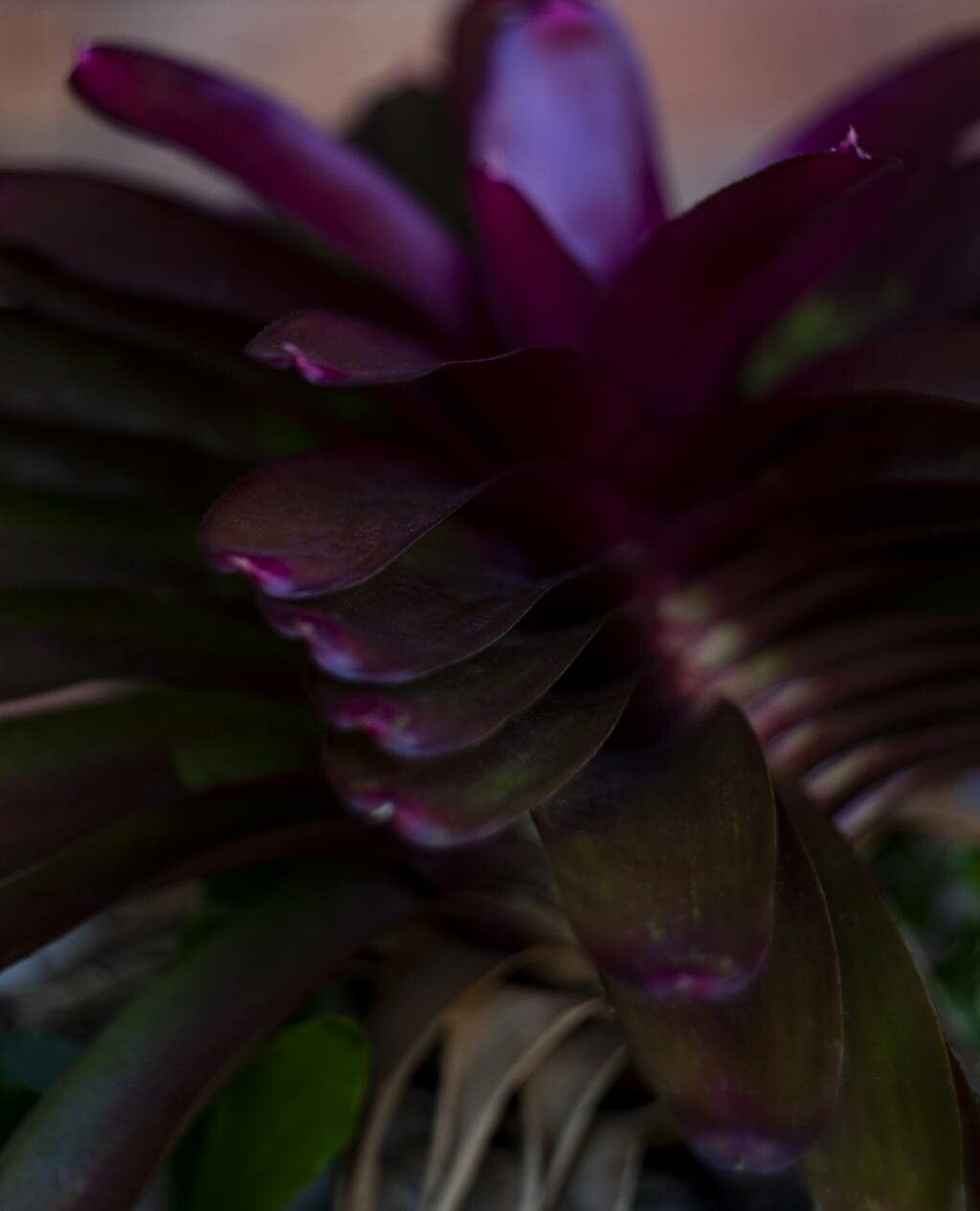 Vriesea maxoniana — large blooms houseplant