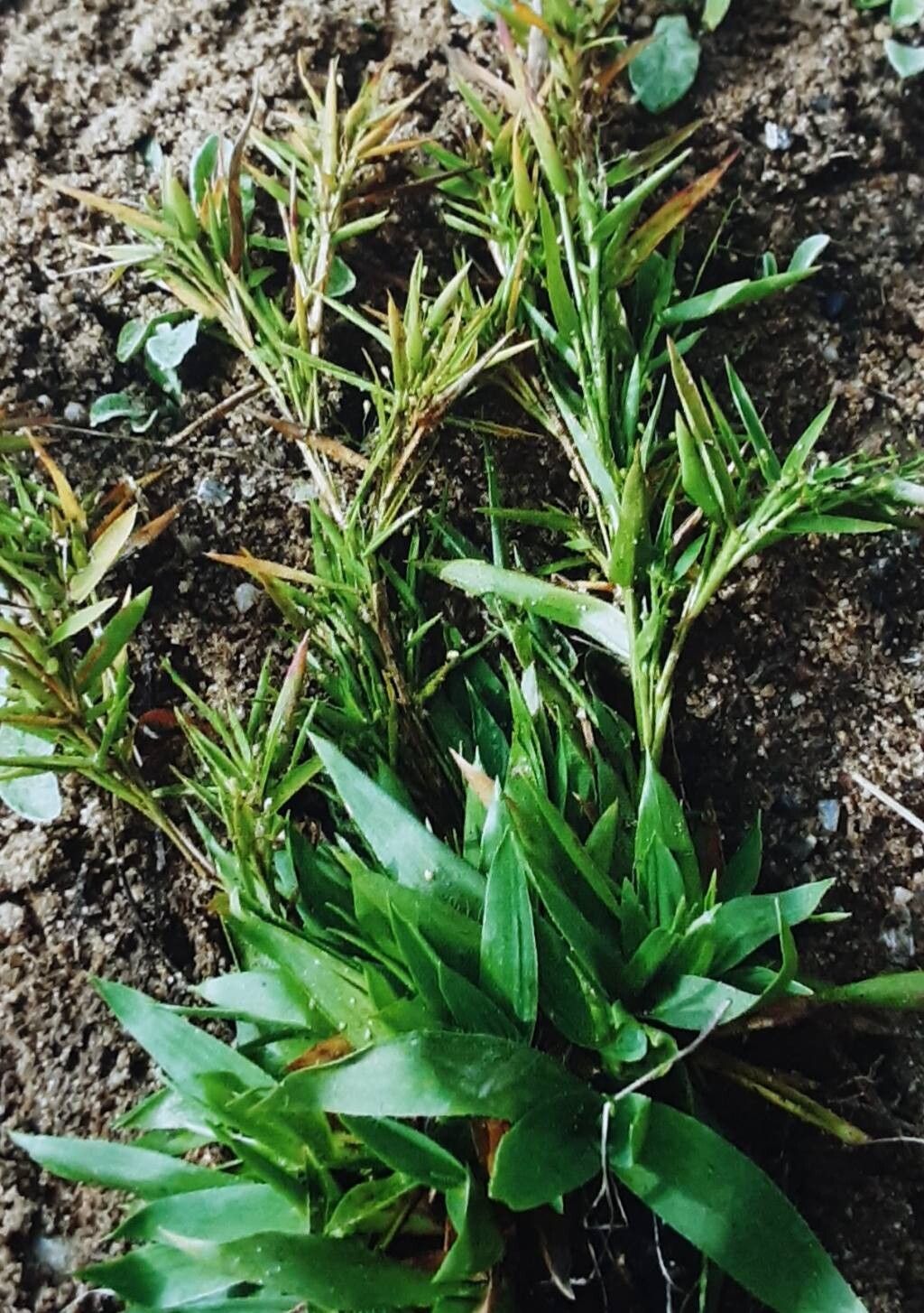 Dichanthelium lindheimeri — search result for 'Dichanthelium'