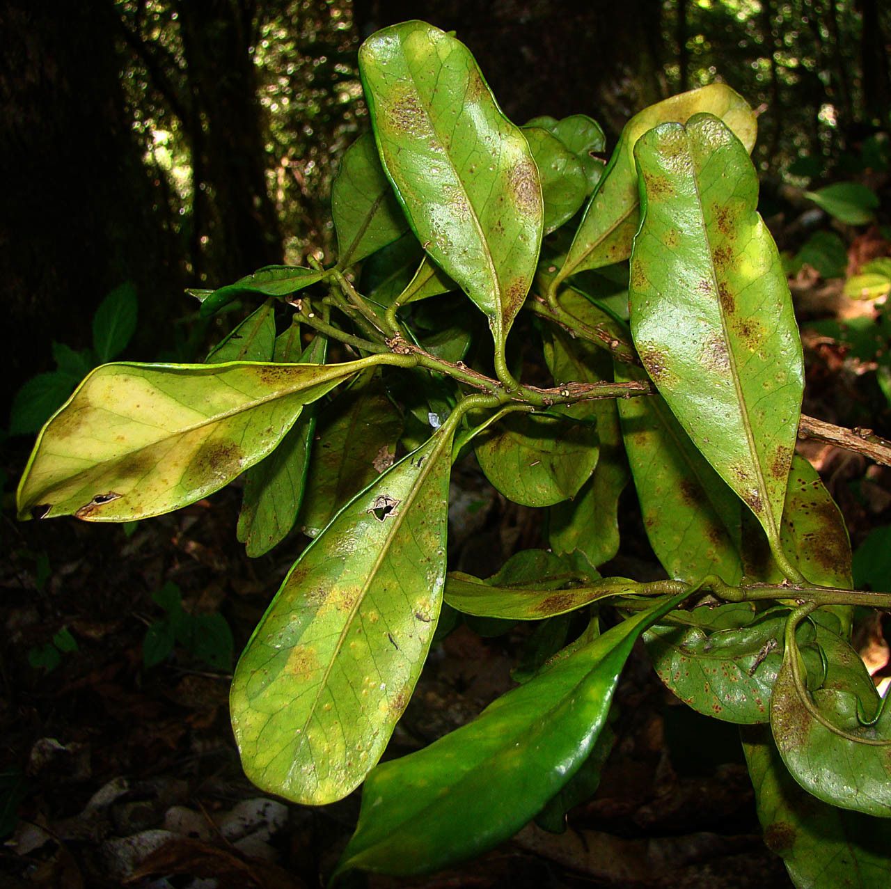 Balgoya pacifica habit