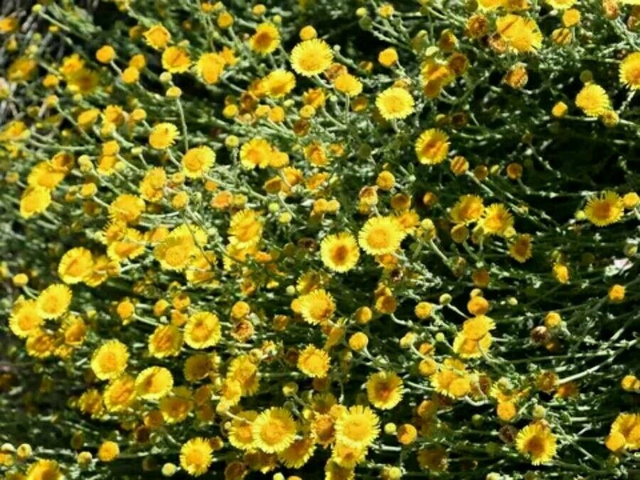 Pulicaria incisa — houseplant care guide